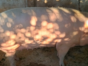 Vand porci mari și grostei de 70-80kg