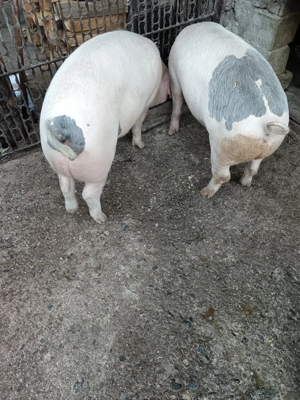 Porci de carne - imagine 3