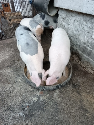 Porci de carne - imagine 2