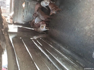 purcei de vanjare  - imagine 2 purcei de vanjare  - imagine 2