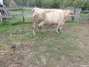 vacă cu vitel  - imagine 2 vacă cu vitel  - imagine 2