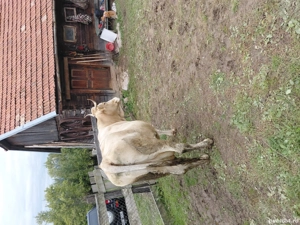 vacă cu vitel  - imagine 3 vacă cu vitel  - imagine 3