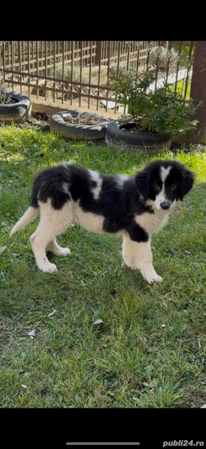 Femela ciobanesc de bucovin  - imagine 4 Femela ciobanesc de bucovin  - imagine 4