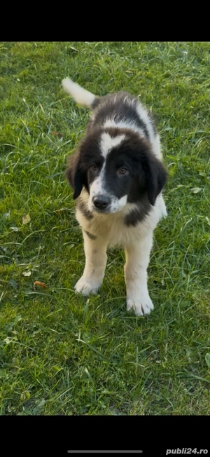 Femela ciobanesc de bucovin  - imagine 2 Femela ciobanesc de bucovin  - imagine 2