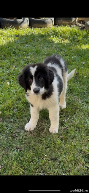 Femela ciobanesc de bucovin  - imagine 3 Femela ciobanesc de bucovin  - imagine 3