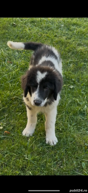 Femela ciobanesc de bucovin