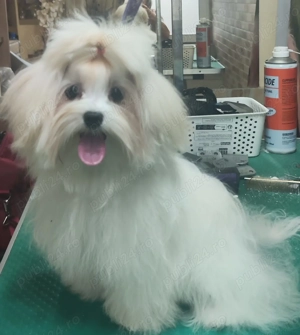 baiat bichon maltese