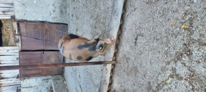 Vând porci 150-250kg