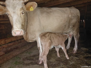 vacă cu vitel  - imagine 4 vacă cu vitel  - imagine 4
