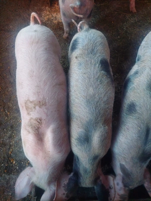 Vand purcei! - imagine 2