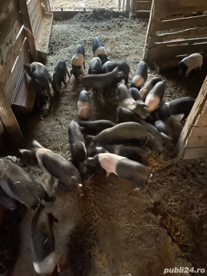 Purcei Bazna  - imagine 3