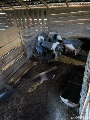 Purcei Bazna  - imagine 2