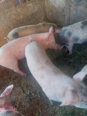 Vand purcei! - imagine 3