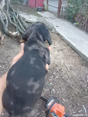 Pui teckel arlechin  - imagine 3