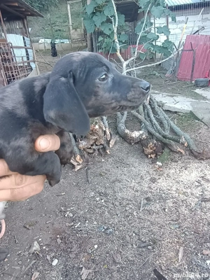 Pui teckel arlechin  - imagine 4