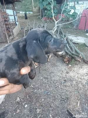 Pui teckel arlechin  - imagine 5