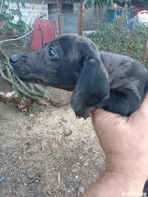 Pui teckel arlechin  - imagine 2