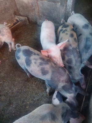 Vand purcei! - imagine 4