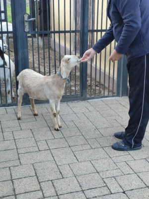 Vînd ieduță anglonubian - imagine 4 Vînd ieduță anglonubian - imagine 4