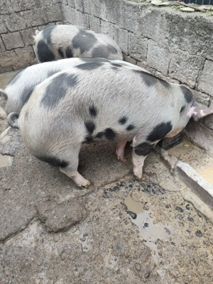 Porci de vanzare - imagine 2