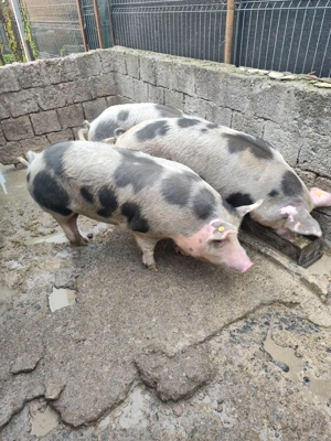 Porci de vanzare - imagine 3