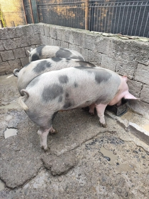 Porci de vanzare - imagine 4