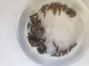 Melci asolene spixi si de substrat - imagine 2 Melci asolene spixi si de substrat - imagine 2