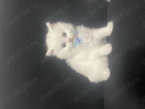 Pui british shorthair - imagine 5