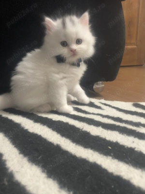 Pui british shorthair