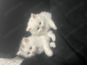 Pui british shorthair - imagine 3