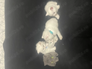 Pui british shorthair - imagine 2