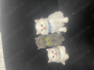 Pui british shorthair - imagine 4