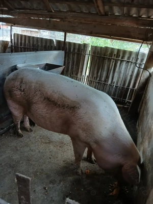 Scroafa de vânzare 3700 lei