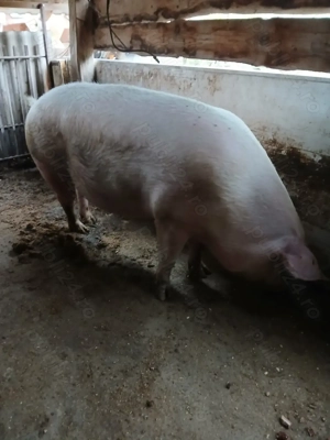 Scroafa de vânzare 3700 lei - imagine 2