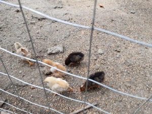 Cocosi de prăsilă de vanzare