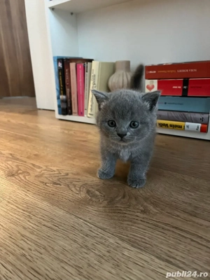 De vanzare  - imagine 3