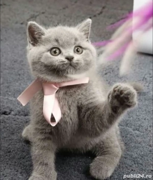British Shorthair Blue  - imagine 2