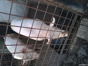 porci de vânzare  - imagine 3