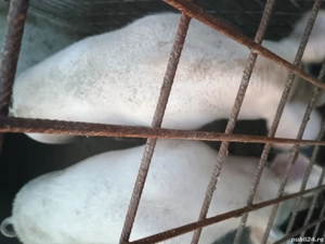 porci de vânzare  - imagine 2