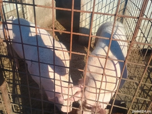 porci de vânzare  - imagine 4