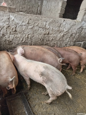 Vând Purcei  - imagine 2 Vând Purcei  - imagine 2