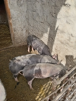 Vând Purcei  - imagine 5 Vând Purcei  - imagine 5