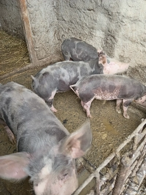 Vând Purcei  - imagine 3 Vând Purcei  - imagine 3