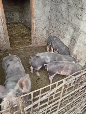 Vând Purcei  - imagine 4 Vând Purcei  - imagine 4