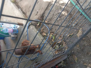 Catel rasa tekel - imagine 3 Catel rasa tekel - imagine 3