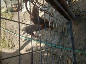 Catel rasa tekel - imagine 5 Catel rasa tekel - imagine 5