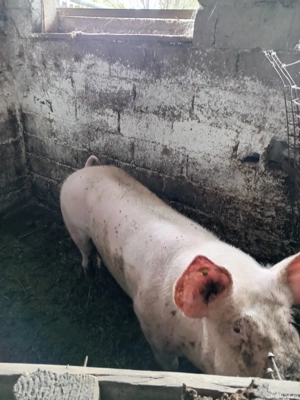 Vând porci pentru Crăciun 