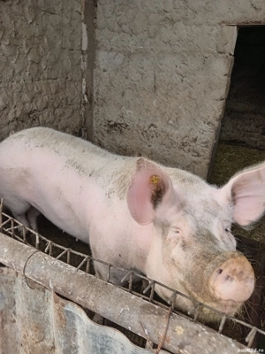 Vând porci pentru Crăciun  - imagine 3