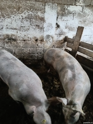 Vând porci pentru Crăciun  - imagine 2
