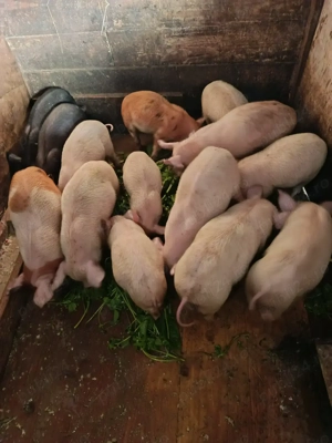 Purcei de vânzare de 6 săptămâni,foarte , foarte mâncăcioși!